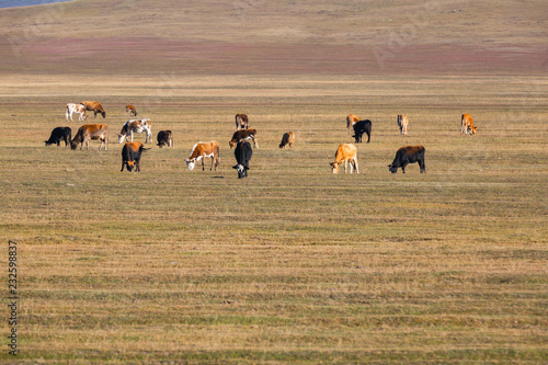 The cattles on the yellow grassland in autumn.mountain in the distance