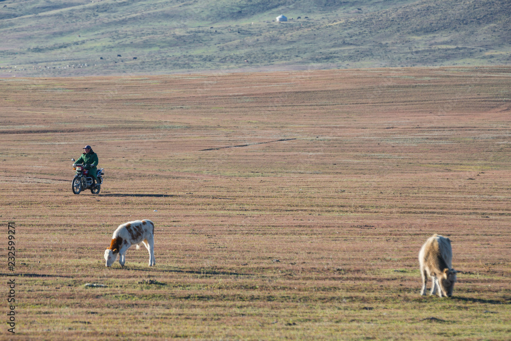 Naklejka premium The cattle on the yellow grass are in autumn.