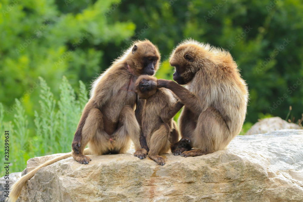 Obraz premium Singes