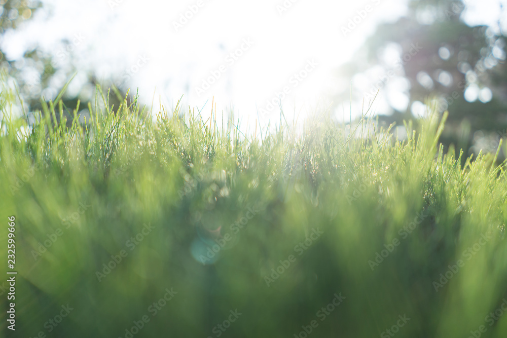 The grass is small and green, and the sun is in hope.