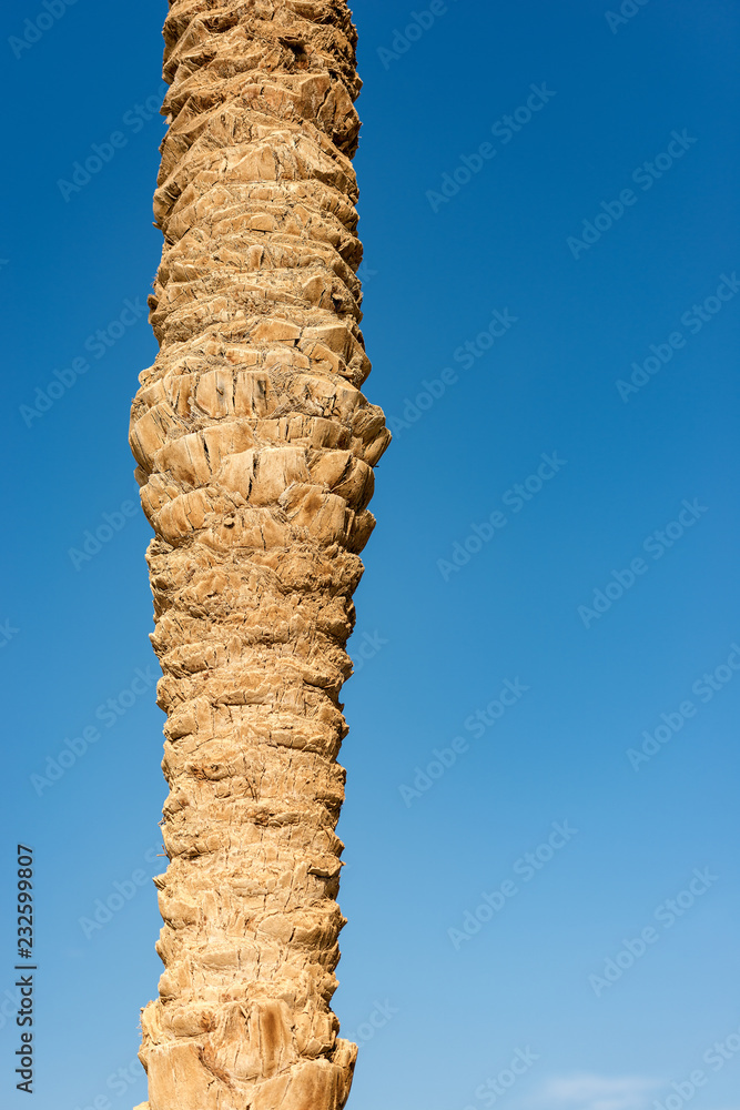 Close-up of a Tree Trunk of a Palm