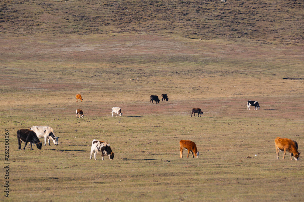 The cattle on the yellow grass are in autumn.