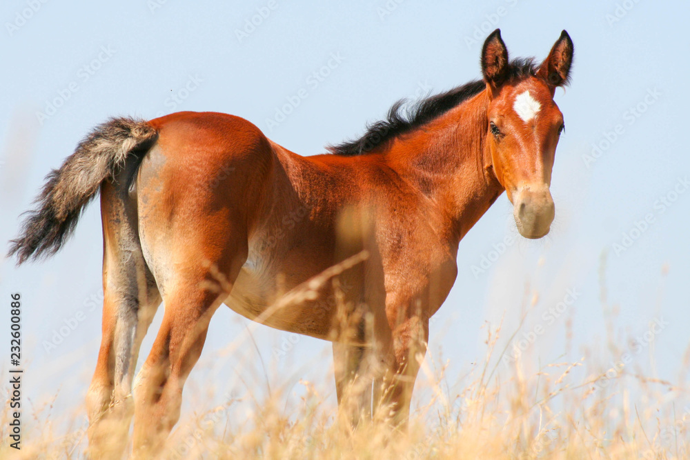 Obraz premium Cheval