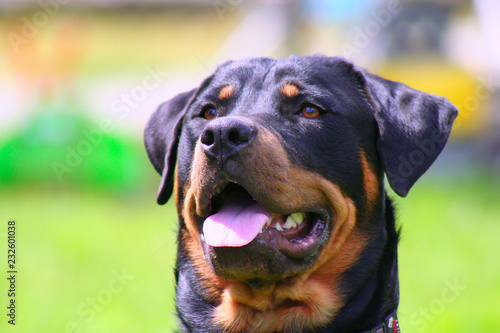 Rottweiler