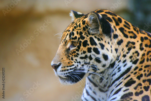 Jaguar © llaurent789