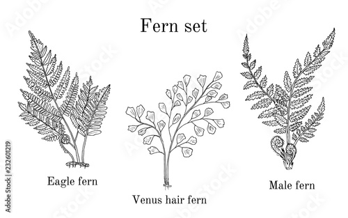 Forest fern set