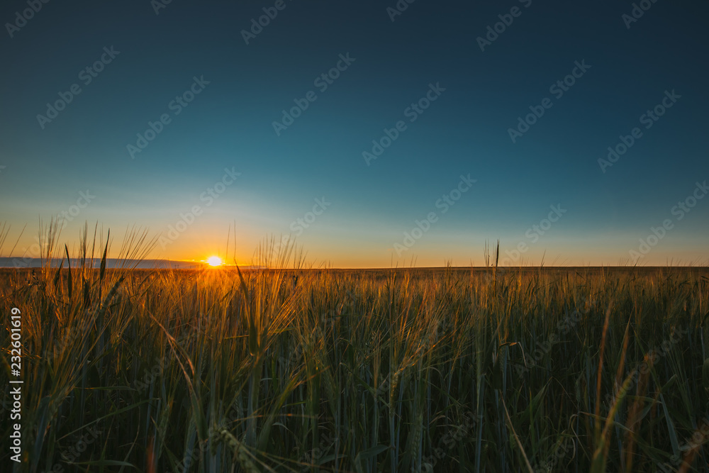 Summer Sun Shining Above Agricultural Landscape Of Young Green W