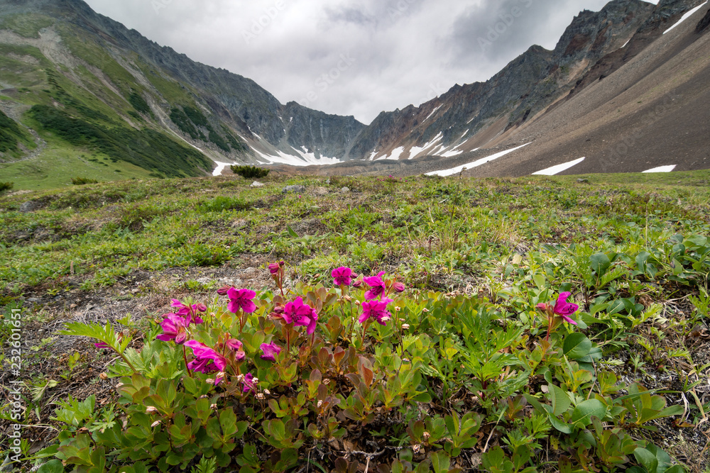Rhododendrons of Kamchatka