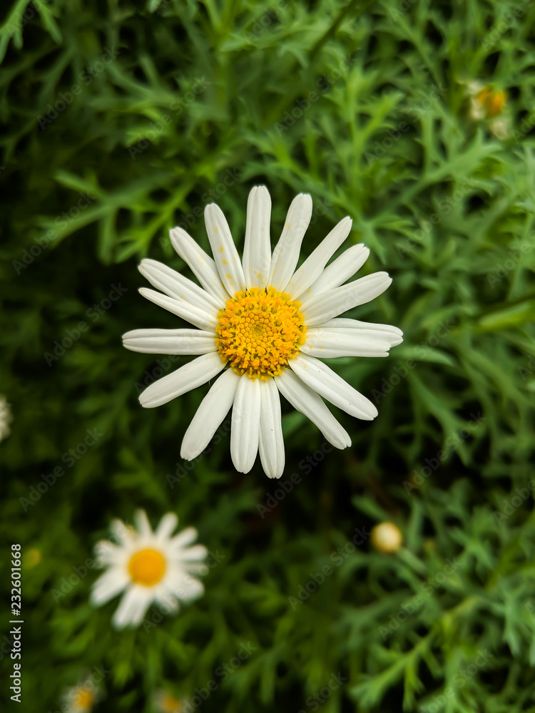 Close up shot of a beautiful Oxeye Daisy flower. Close up shot of a beautiful Oxeye Daisy flower.