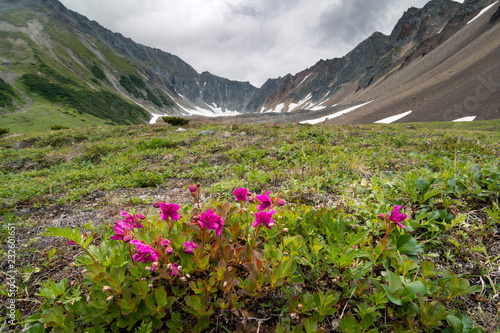 Rhododendrons of Kamchatka © Andrei Baskevich