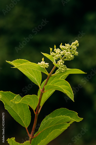 Buds Of  Hydrangea Paniculata Siebold Phantom. Panicled Hydrange photo