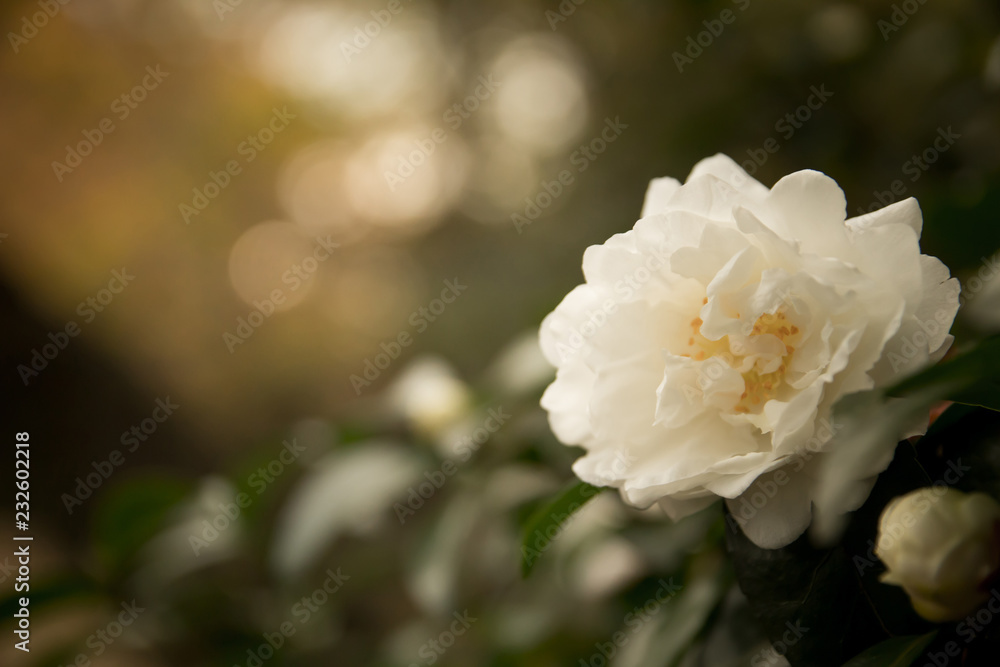 White Camellia Flower in Bloom with during Springtime White Camellia Flower in Bloom with during Springtime