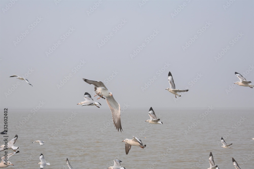 Seagull flying over the confluence of river and the Sea. Seagull flying over the confluence of river and the Sea.