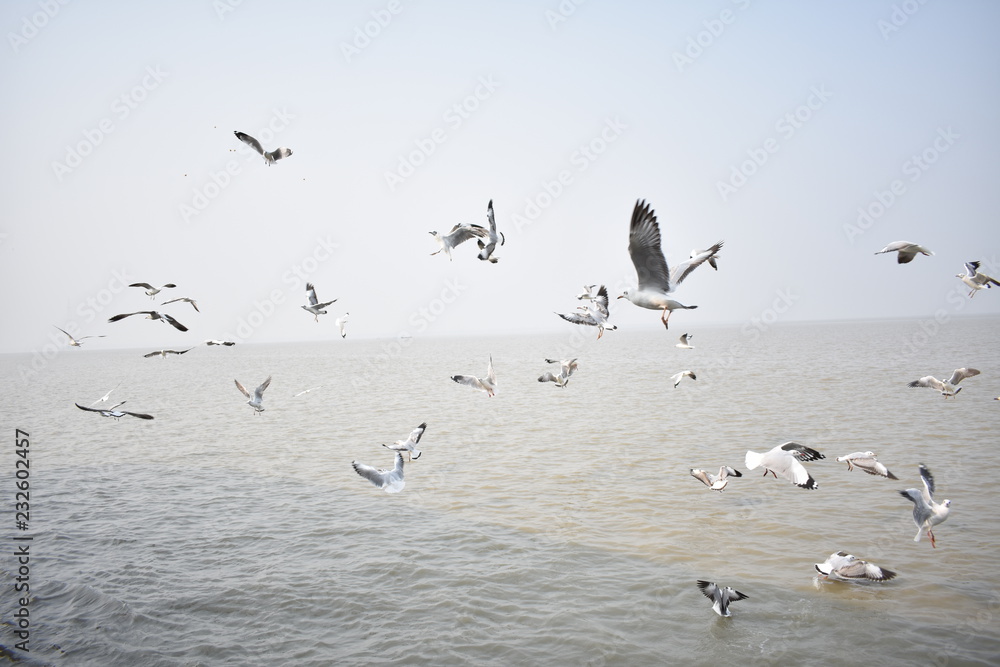 Seagull flying  over the confluence of river and the Sea.
