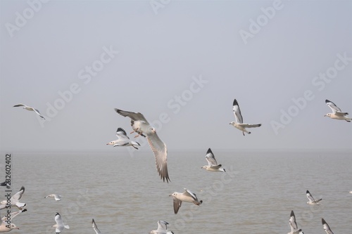 Seagull flying  over the confluence of river and the Sea.