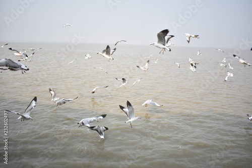 Seagull flying  over the confluence of river and the Sea.