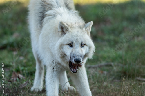 White wolf in the forest