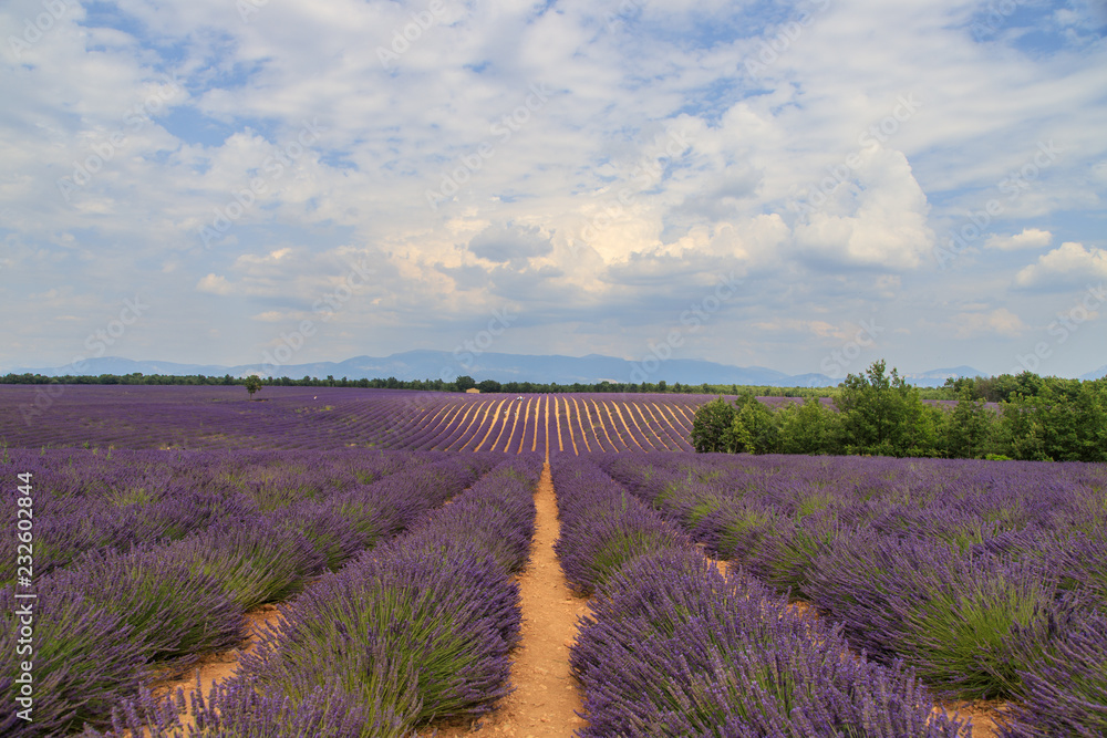 Obraz premium Lavendelfeld