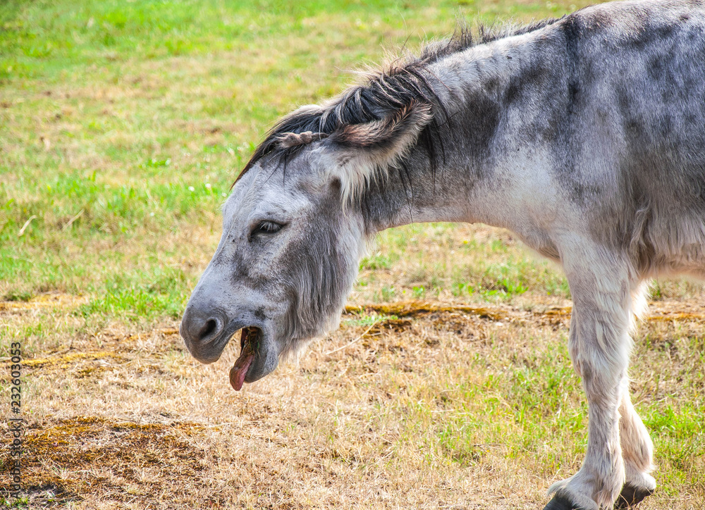 donkey livestock head 