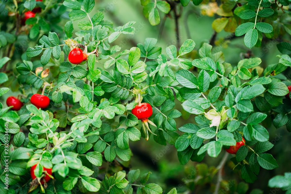 Red Rose Hip Or Rosehip, Also Called Rose Haw And Rose Hep, Is A Red Rose Hip Or Rosehip, Also Called Rose Haw And Rose Hep, Is A