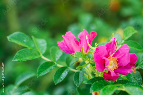 Pink Flower Of Rose. Rose Is A Woody Perennial Flowering Plant O