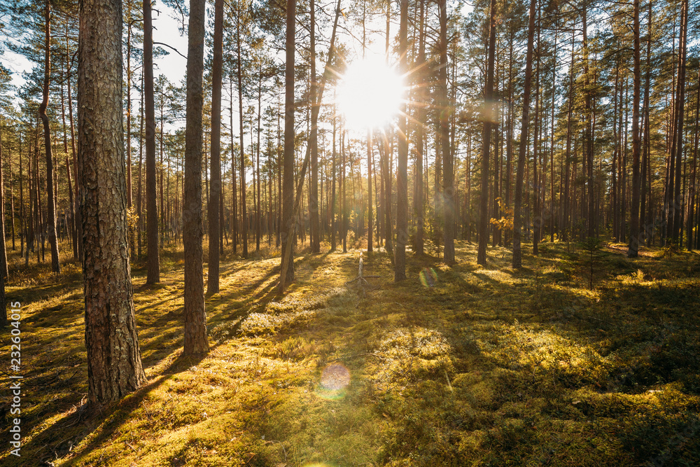 Obraz premium Beautiful Sunset Sunrise Sun Sunshine In Sunny Summer Coniferous