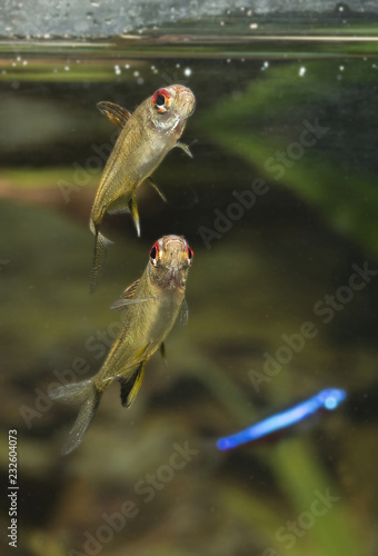 Tetra citric acid in the aquarium.