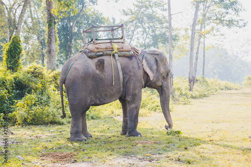 Elephant Waiting Tourist For Jungle Safari