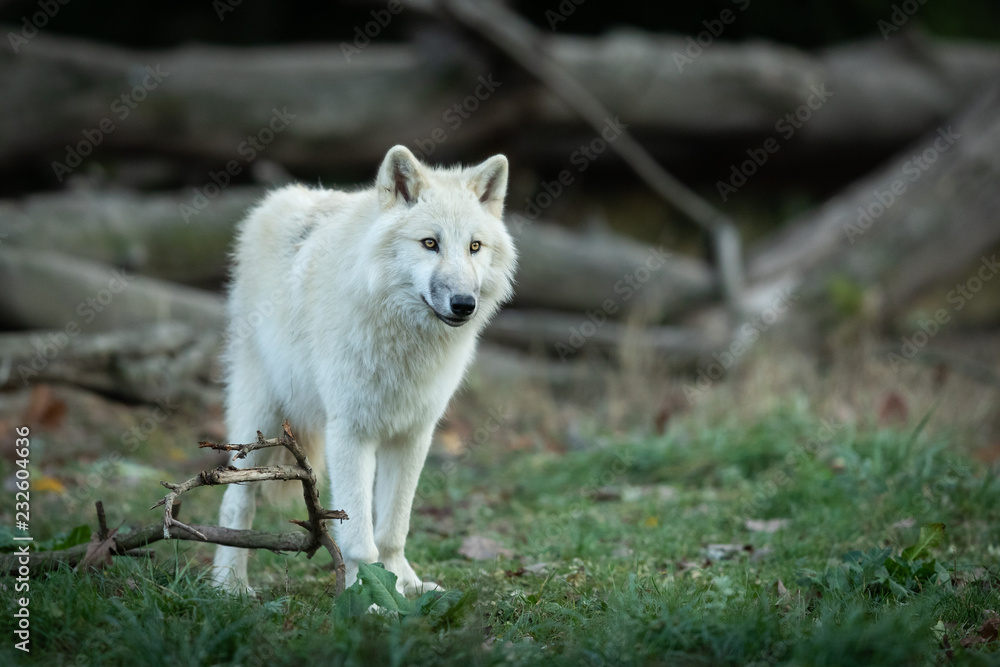 Obraz premium White Wolf in the forest