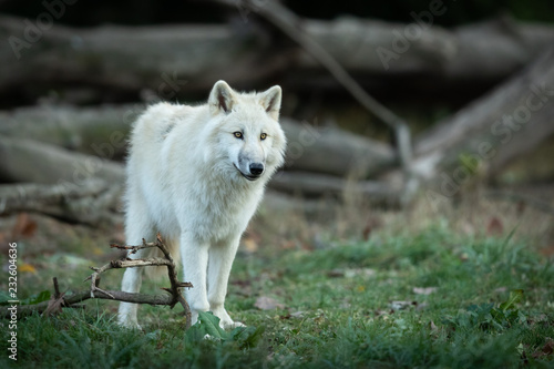 White Wolf in the forest