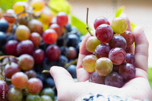 hold ripe pink grapes in hand