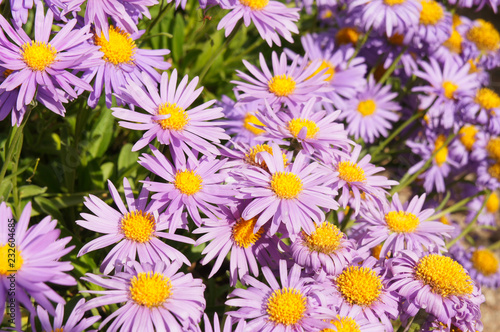 Aster alpinus violet flowers