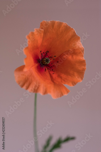 Fototapeta Naklejka Na Ścianę i Meble -  Beautiful red poppy on pink background