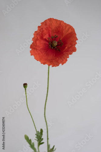 Fototapeta Naklejka Na Ścianę i Meble -  Beautiful red poppy on white background
