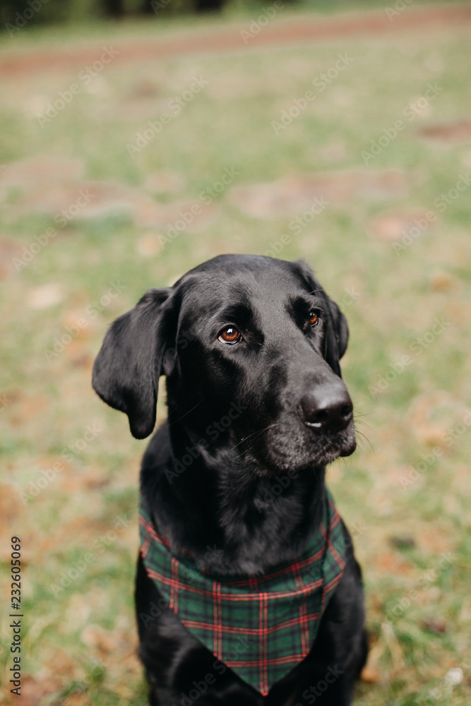 Portrait of Black Labrador Retriever Wearing Bandana Portrait of Black Labrador Retriever Wearing Bandana