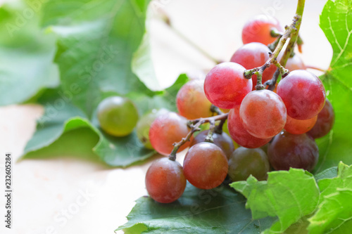 one branch of ripe pink juicy grapes on green leaves