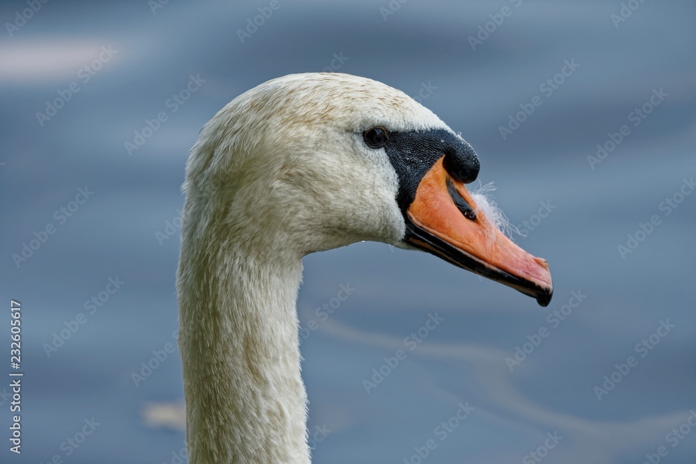 Fototapeta premium The Swan