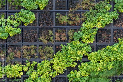 wall with plants