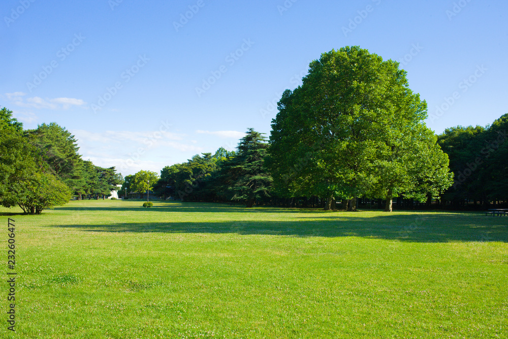 park lawn , blue sky