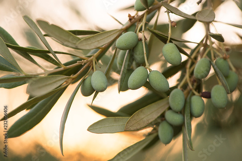 Olive branch at sunset photo