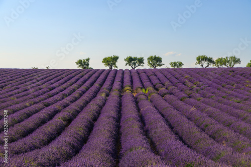 Valensole Lavendelfeld