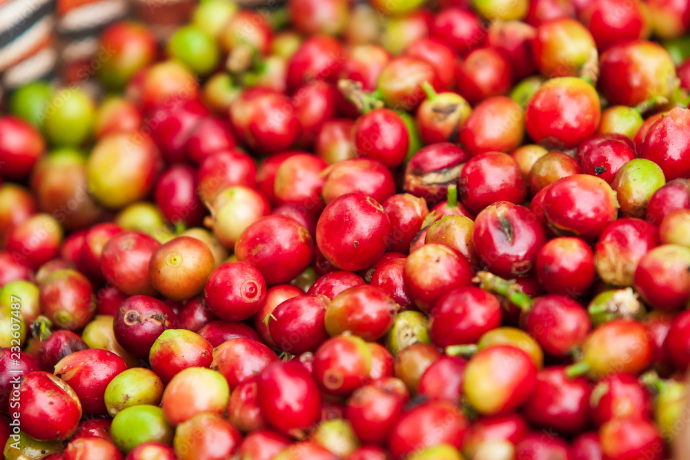 Fresh ripe Arabica coffee berries in the basket. Fresh ripe Arabica coffee berries in the basket.