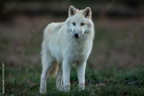 White Wolf in the forest