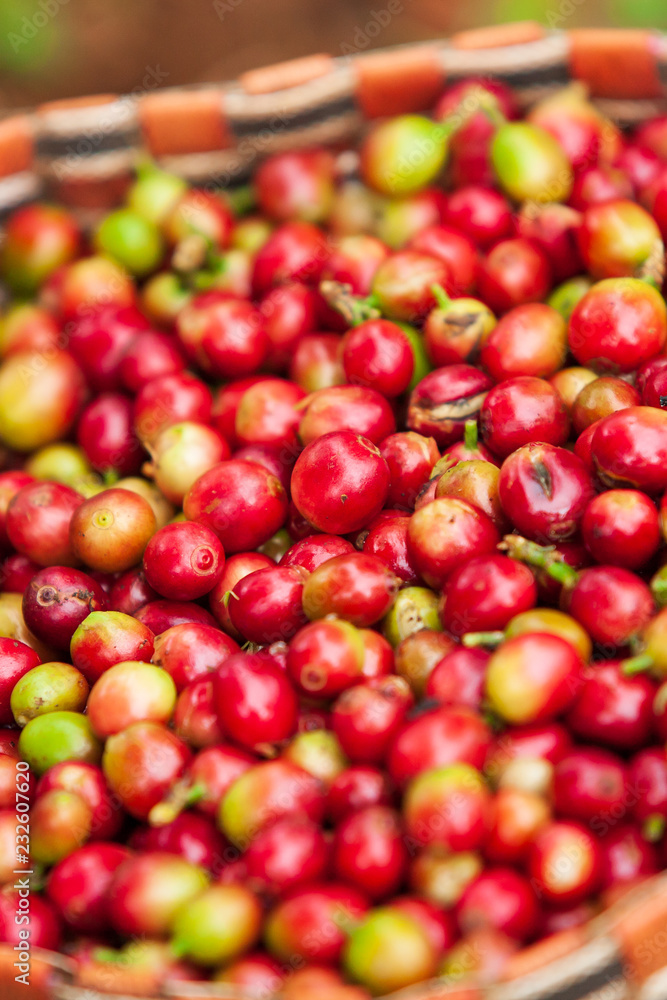 Fresh Arabica coffee berries in the basket. Fresh Arabica coffee berries in the basket.