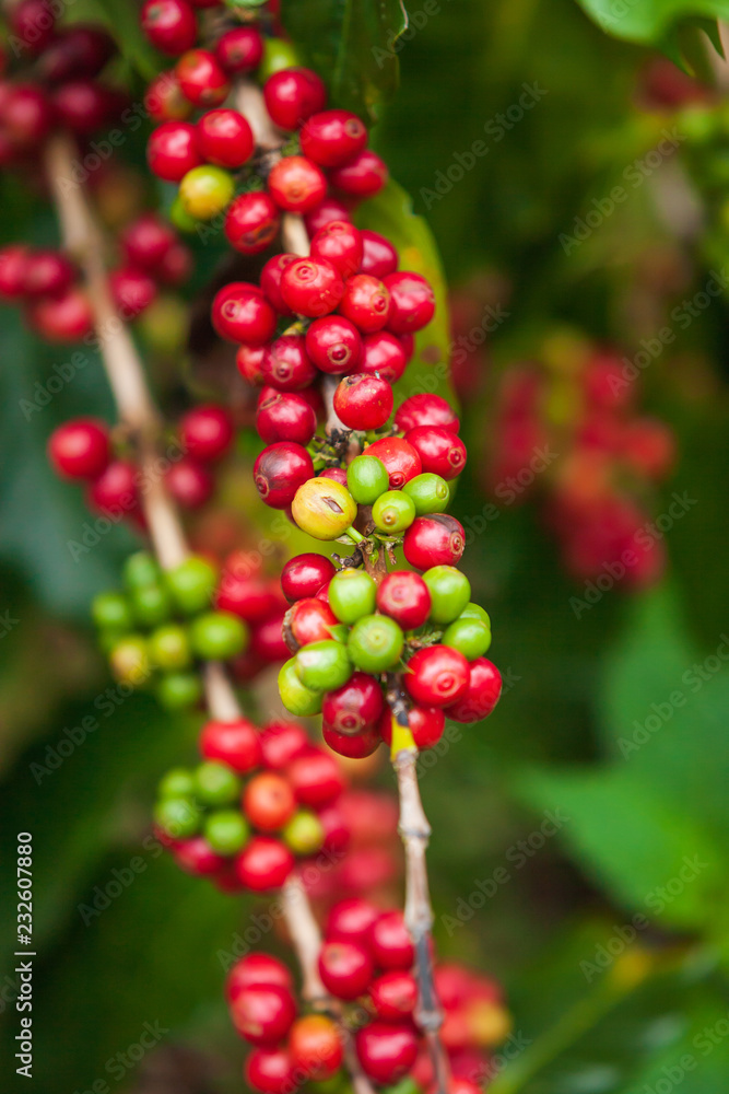 Fresh ripe Arabica coffee berries on the tree. Fresh ripe Arabica coffee berries on the tree.
