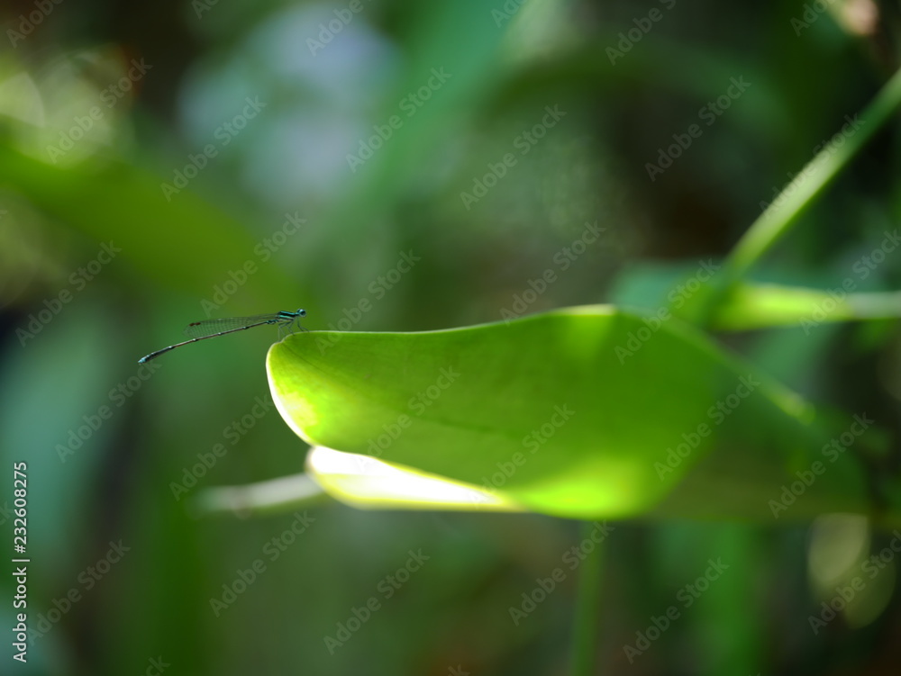Green mix black color dragonfly on the green leaf.