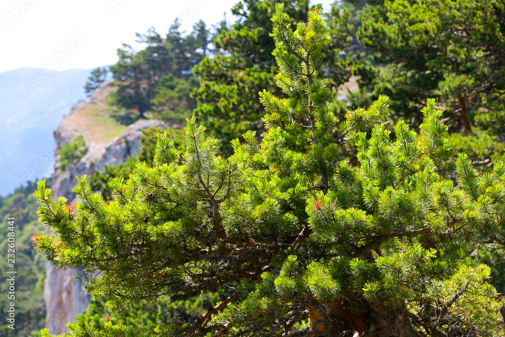 Pine branches over a cliff