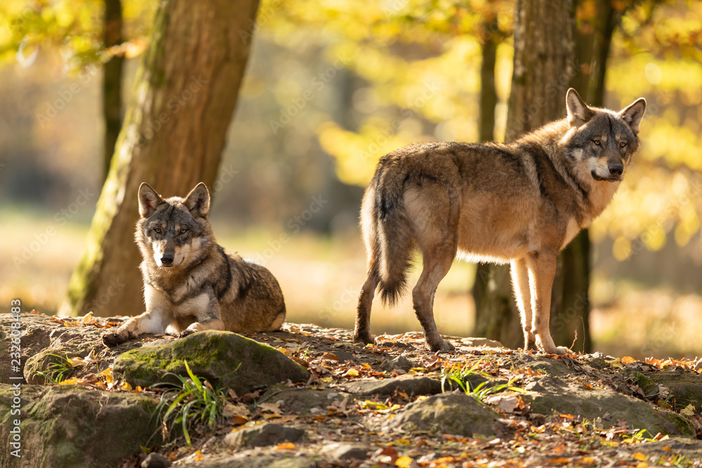 Obraz premium Grey Wolf in the forest