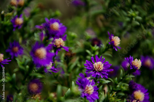 purple flowers in the garden © Анастасия Кашенко