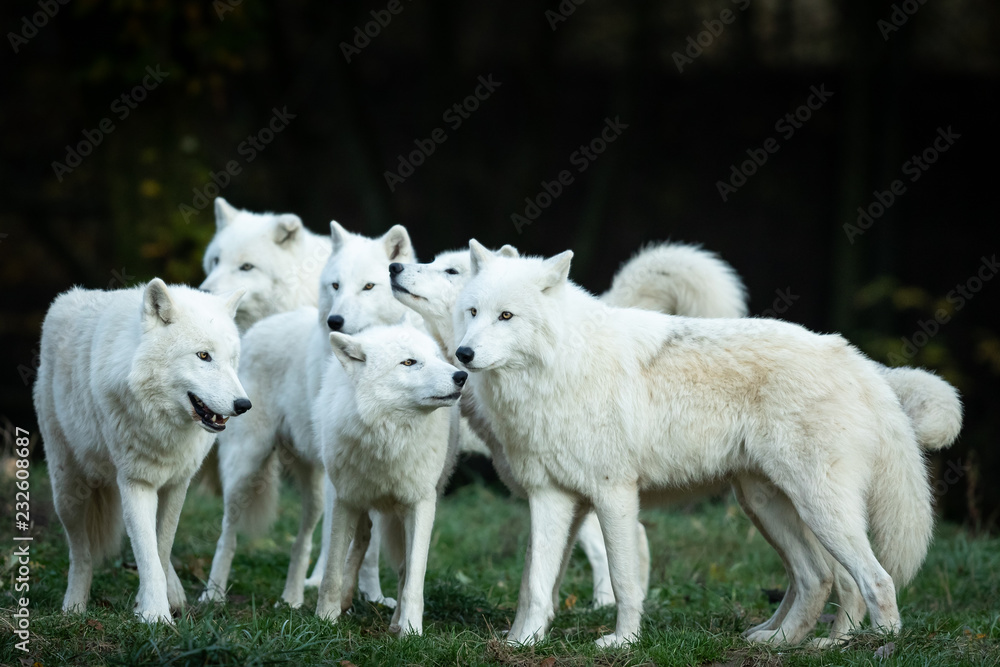 Obraz premium White Wolf in the forest